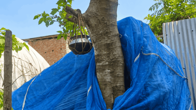 ডুমুরগাছে পাতিল, ডালের পানি খেয়ে রোগমুক্তির আশায় মানুষের ভিড়